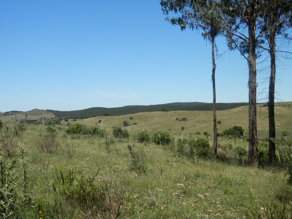 Excellent Forestry Farms In Rocha, Uruguay • Terramar Farmlands